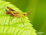 insecten 2024 deel 2